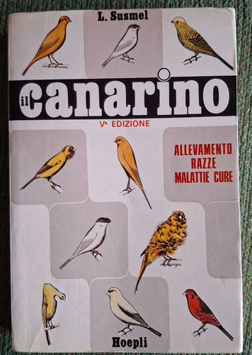 Susmel canarino allevamento - susmel,