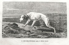 stampa antica CANE DELL'UFFICIALE UCCISO CAMPO BATTAGLIA MAGENTA - ANIMALI 1868