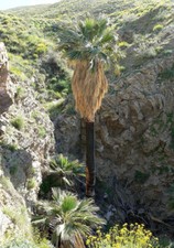 10 SEMI DI PALMA Washingtonia filifera "palma californiana"