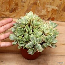 Crassula money maker variegata
