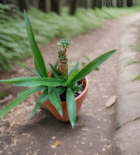 Yucca vaso di terracotta - in,