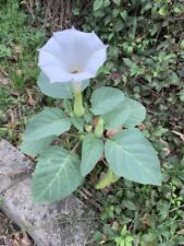 DATURA INOXIA - STRAMONIO METELLO, #20 SEMI