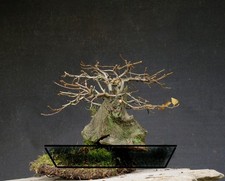 Bonsai di Carpino resistente