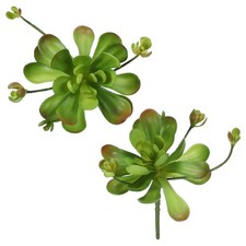 2 Pezzi Piante Succulente