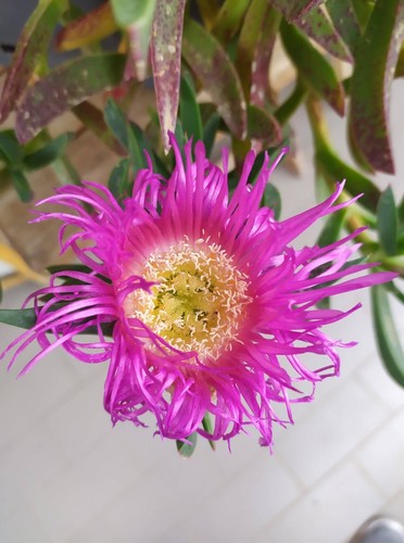 Talea pianta grassa fiore - fiore, in