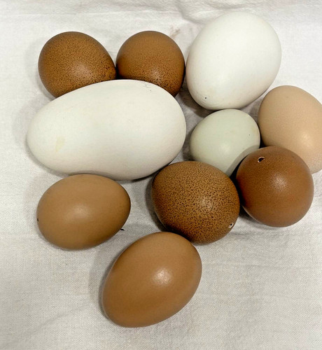 Lotto uova pollo rosso - 10,