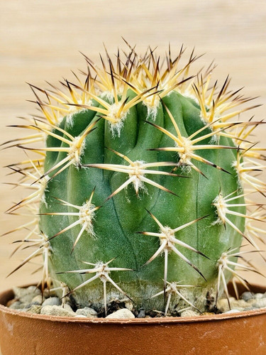 Acanthocalycium thionanthum - ,
