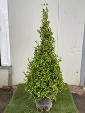 Buxus Sempervirens Arborescens
