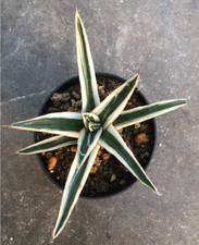 Agave Victoria Reginae  White