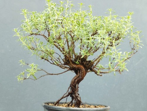 Bonsai timo mediterraneo - bonsai,