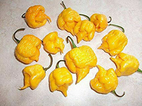 Carolina reaper yellow - yellow,, 25