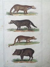 Buffon/Vauthier Incisione