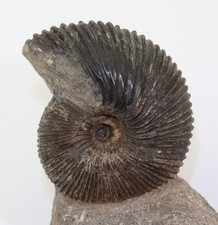 Ammonite, Macrocefaliti