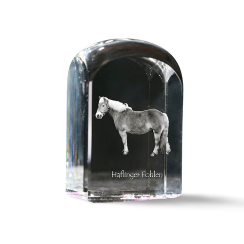 Haflinger fohlen cristallo - fohlen,