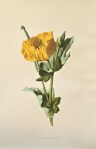 1890 papavero antica - papavero,