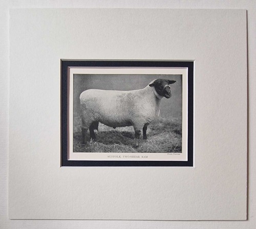 Parsons suffolk two shear ram - suffolk,