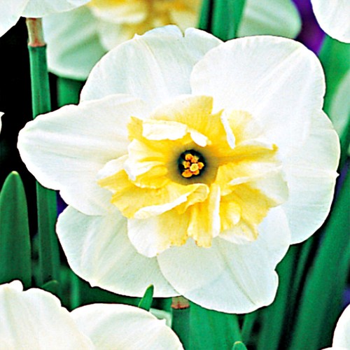 Narcisi bulbi fiori cipolle - narcisi,