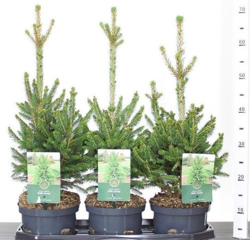 Abete rosso picea - abete, "picea