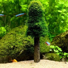 Simulazione Acquario Muschio