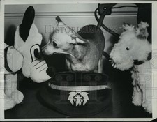 1950 Press Photo New York Tiny