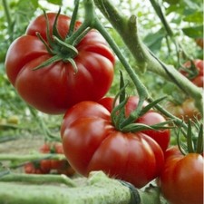 250 SEMI DI POMODORO MARMANDE - COSTOLUPO -GIGANTE  -SEMENTI ORTAGGI- INSALATA