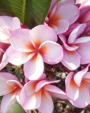 1 PIANTA DI PLUMERIA POMELIA