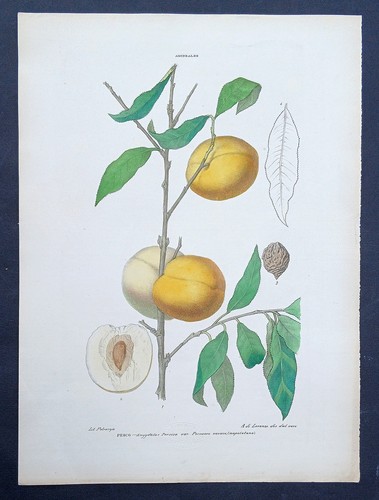 Stampa antica petraroja pesco - antica,