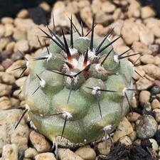 Copiapoa cinerea awc - copiapoa, 731
