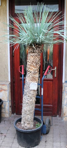 Yucca rostrata tronco - tronco, cm