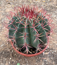 FEROCACTUS STAINESII - PIANTA DA GIARDINO - CACTUS - CIOTOLA Ø30