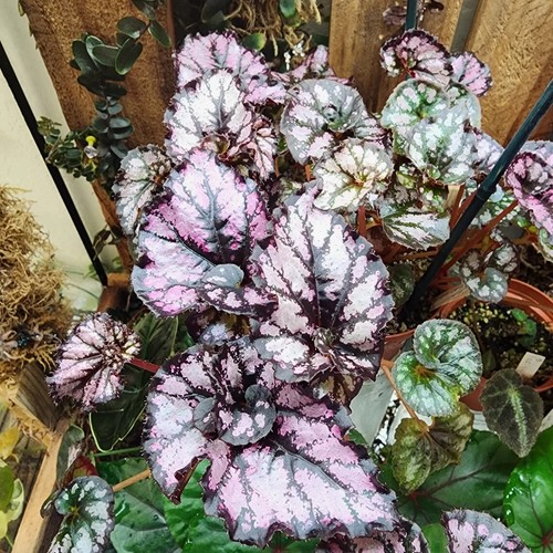 Sale2148 begonia lavender - begonia',