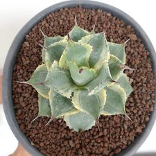 Agave isthmensis cv DELAWARE variegato ex NCS U.S.A. - VARIEGATE VARIEGATE no t
