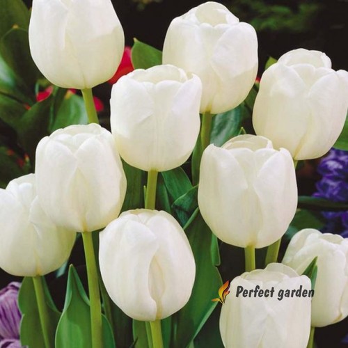 Bulbi tulipano bianco - 10,