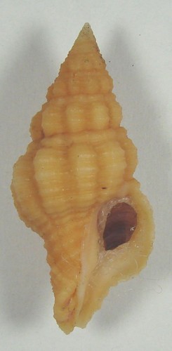 Pustulatirus hemphilli 63mm - hemphilli, 41,63mm