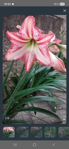 Bulbo amaryllis giglio - amaryllis/,
