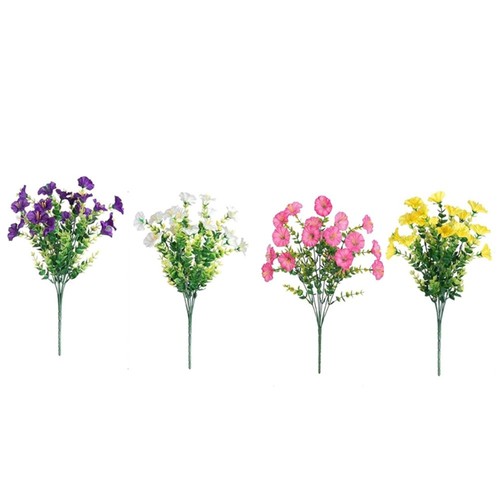 Morning glory fiori - morning,