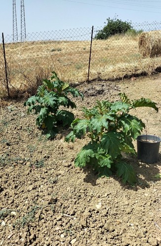 500 semi solanum - semi,