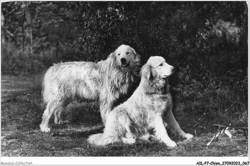 Ailp7 0646 cane - cane,