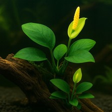 Anubias barteri nana 1-2-Grow