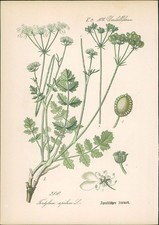 Chromolithographie : Apulischer Zirmet. Tordylium apulum L. Umbelliferae. Syn. T