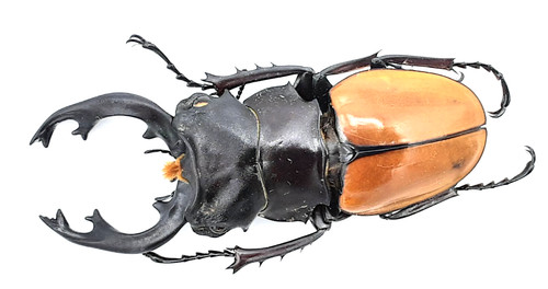 Lucanidae odontolabis mouhoti - odontolabis,