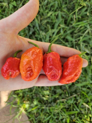 Semi naga morich red - naga,