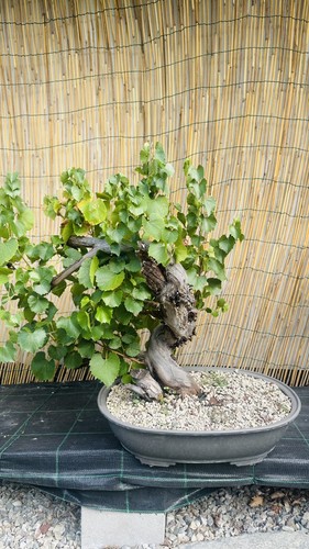 Pre bonsai vite - bonsai, di