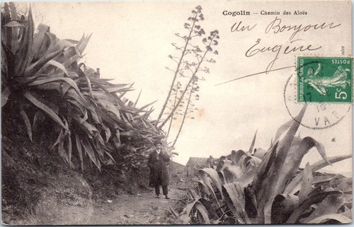 Cogolin carte postale - 83,