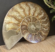 170g Madagascan Ammonite