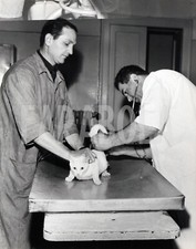 Foto Vintage Animali Gatto Europeo Bianco Visita dal Veterinario stampa 27x22 cm
