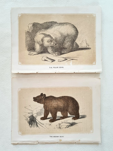 Orso polare marrone - orso,