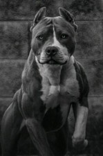 PITBULL DOG - IDEA REGALO /