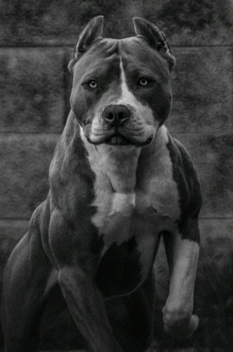 Pitbull dog idea - pitbull, /