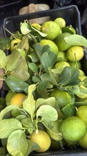 Limone Femminello Del Gargano